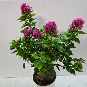 종이꽃~부겐베리아 