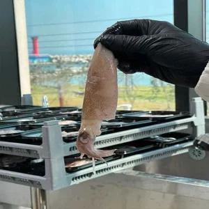 원양산 구룡포 고소한 급냉 총알한치 500g x 1개/15~23미내외