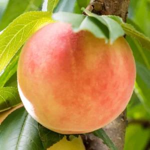 [충북농원] 천향도 황도 복숭아나무 결실주 묘목 - R3.5 분묘