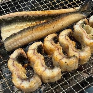 당일조업 고창 자포니카 민물장어 2미 1kg (손질 후 700g 내외) 손질완료