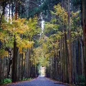 대마도 1일 #씨플라워호 #히타카츠 버스투어 #중식포함 #당일여행 #밸류마트