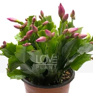 게발선인장(붉은색) 소품 겨울 꽃 크리스마스 선인장 종류 다육이 화분