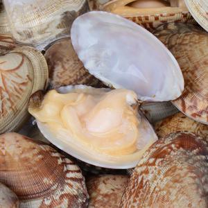 당일작업 활 문어바지락 1kg (60미 내외)