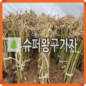 슈퍼 왕구기자나무 묘목 삽목4년 3주묶음