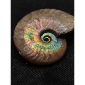 암모나이트 화석 교구 수집품 표본 고생물 관찰