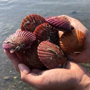 [산지직송] 당일작업 통영 제철 홍가리비3kg