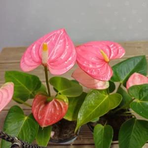 행복한꽃순이/안스리움(핫핑크)/10cm분