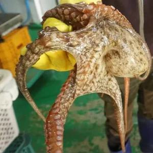 당일조업 통영 제수용 활돌문어 1kg한마리