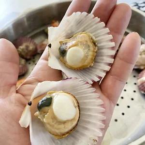 국내산 제철 홍가리비 통통 쫄깃