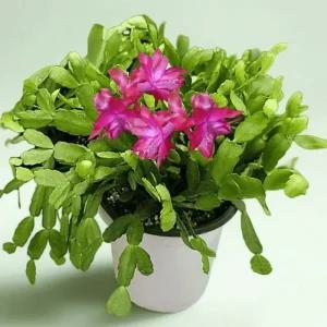 옛날 게발선인장 중품 핑크 다육식물 가재발 꽃피는 선인장 크리스마스 겨울꽃 A10