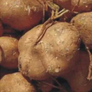 20립 히카마종자 웰빙채소 히카마채소씨앗 채소씨앗 작물품종