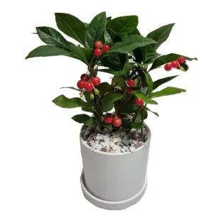 트리앤 빈티지 가벼운화분 천냥금 공기정화식물