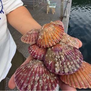 통영 제철 세척 선별 홍가리비 3kg 60미 내외