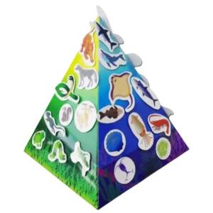 초5 교과연계 5인 학습 키트 먹이 사슬 그물 하늘 바다 동물 입체 생태계 피라미드 만들기 세트 과학 교구