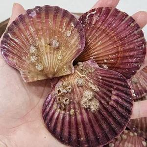 더 큰 홍가리비 3kg