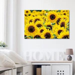 캔버스액자 해바라기 하모니 B타입 35x35cm