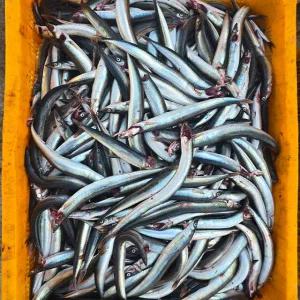 제철 동해 생물 양미리 1kg