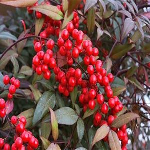 순희농장 남천나무 남천 화분90cm  실내화분 공기정화식물 조경수 정원수