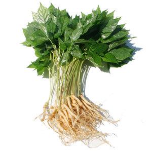 새싹삼(소) 100뿌리 인삼 홍삼 산삼