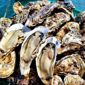 (산지)통영 세척 석화(각굴)10kg