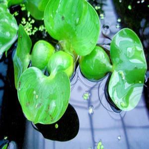 포도밭 부레옥잠 물배추 수생식물 노랑어리연 물양귀비 생이가래