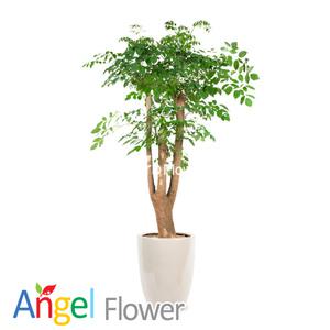 해피트리 개업화분 당일꽃배달