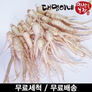 오쿠용 1회분 세척 인삼/수삼/난발 10-25편(250g)