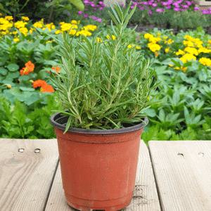 [장미농원] 로즈마리 화분