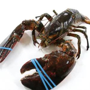 항공직송 도착해도 살아있는 점보 활랍스터 1미 1.5kg