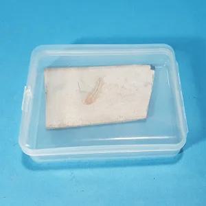 물고기화석 (실물)