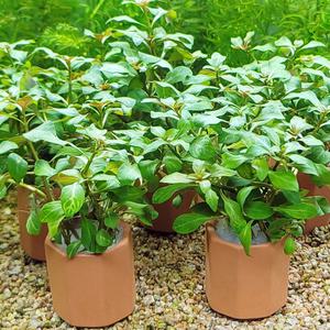 루드위지아 아틸란티스 다크오렌지 포트수초 어항 수족관