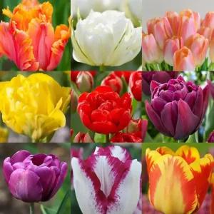 충북농원 튤립 구근 - 01.시티오브벤쿠버 (1망 5구)