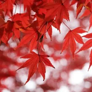 [충북농원] 단풍나무 묘목 - R1~R3/분묘