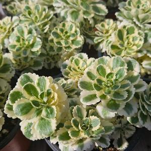 [JD]첼시플라워쇼대상 아틀란티스세덤1+1 매력적인 잎색