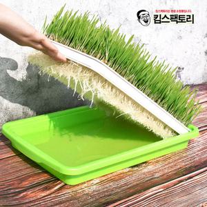 가정용 새싹재배기 식용식물 재배기 수경재배 트레이 식물테리아