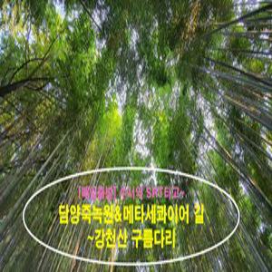 [SRT]담양죽녹원&메타세콰이어길~강천산 구름다리(당일)