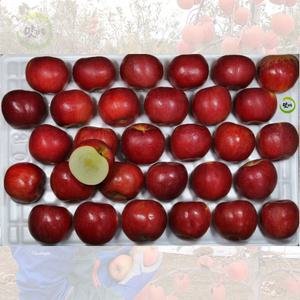 맛가득 프리미엄 청송 사과 홍로 부사 홍옥 1.5kg 2kg 2.5kg 4.5kg 9kg 홍로 사과 5Kg ... 1개