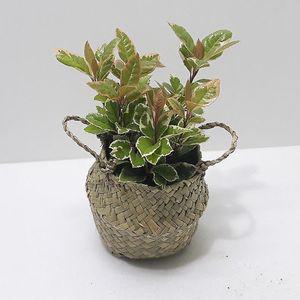 흰 테두리 잎 무늬산호수 소 해초바구니 쉬운식물 작은인테리어 초보자추천 실내적합 거실소품 미니화초