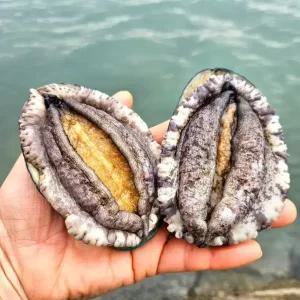 [품질보장] 이순신수산 국내산 완도 활 전복 1kg [10-11미]