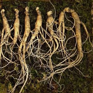 장뇌삼 7년근30뿌리