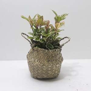 무늬산호수 소 해초바구니 키우기쉬운식물 홈가드닝 산호수 산호수키우기 실내화초 거실화초