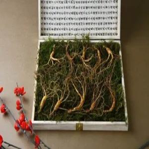 강원 진삼애 산양삼 9-10년근 10뿌리