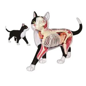 분리형 해부학모형 동물 병원 고양이 장기 조립 모델 주황색 고양이