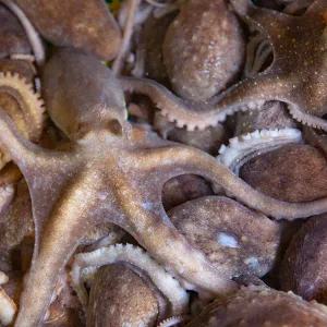 고흥 산낙지 활낙지(소사이즈) 3미