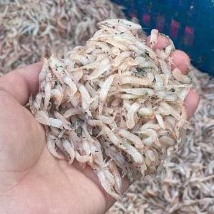 국내산 김장용 냉동 생새우 500g