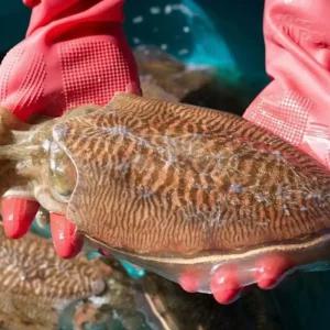 갑오징어 생물 특대사이즈 1kg (2미-4미) 냉동과 비교불가