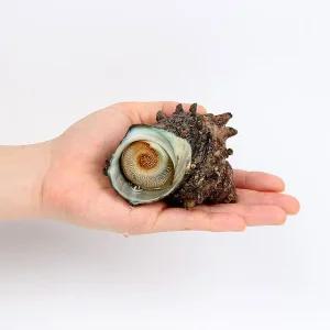 거제 해녀 자연산 뿔소라 1kg