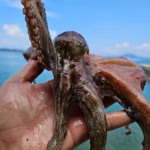 활 통영 돌문어 1.5kg/1-5미 [P]