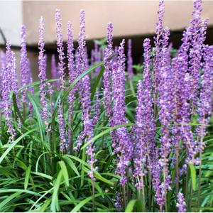 순희농장 맥문동트레이100~105구(105개) 맥문동모종  지피식물 조경수 야생화 정원수 조경수