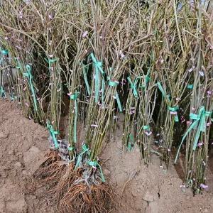 키위묘목 골드키위 참다래 묘목